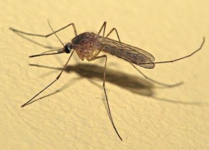 укус комара.лечение