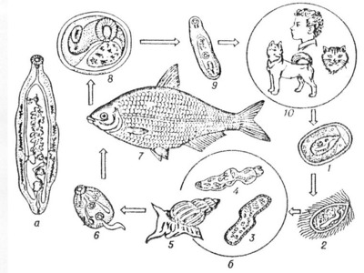 гетерофиоз