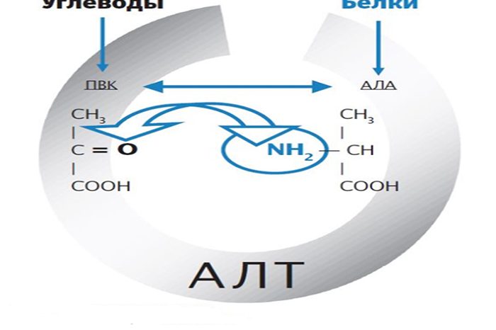 Аланинаминотрансфераза (ALT)