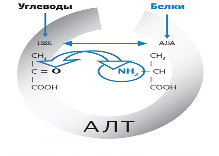 Аланинаминотрансфераза (ALT) Аланинаминотрансфераза (ALT)