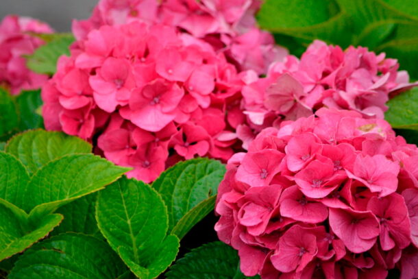 фитотоксины фитотоксины