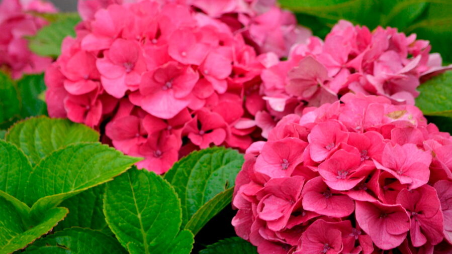 фитотоксины