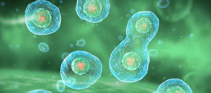 раковые клетки раковые клетки